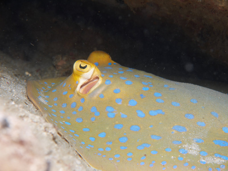 Blue spotted fan tail ray